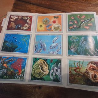 Album de cromos "Vida y color" 1970