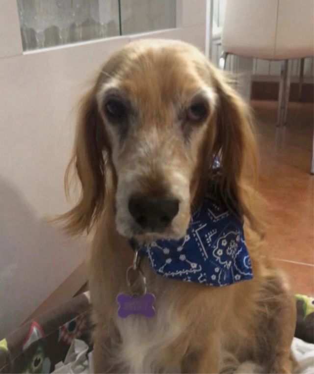 Lote Accesorios Perro Mediano