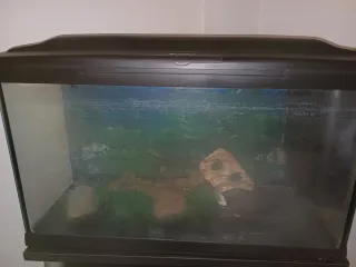 Acquario 130L con accessori