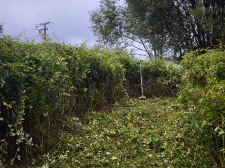 Servicios de desbroce y poda 20€