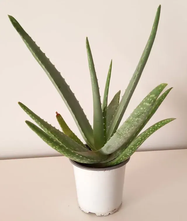 Planta de Aloe Vera