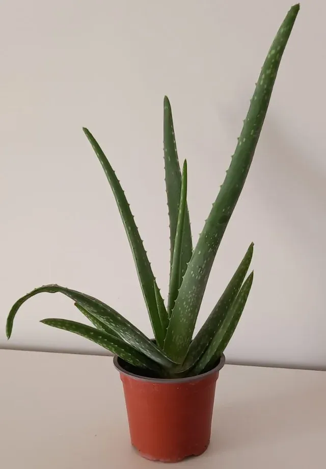 Planta de Aloe Vera
