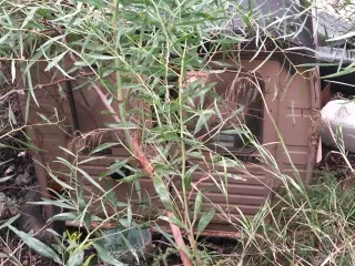 Parte trasera Citroen Ak 400
