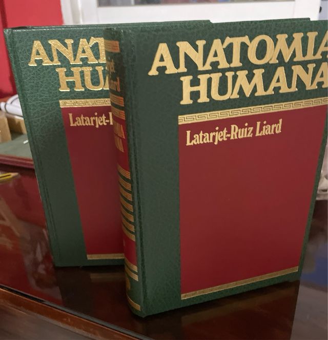 Anatomía humana