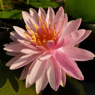 Nenúfar rústico Nymphaea Painted Lady