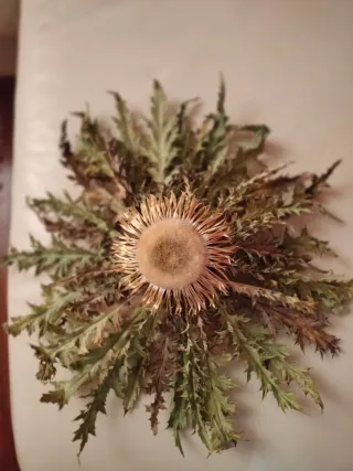Eguzkilore natural seco de 45 Cms de qncho