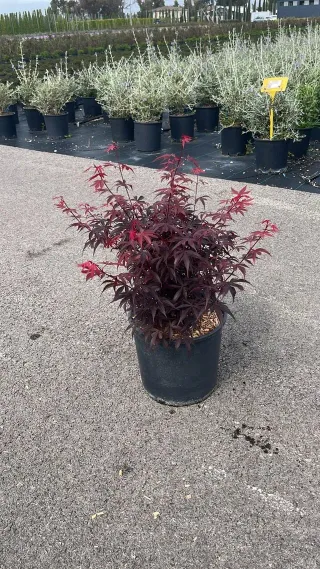 Acer Palmatum Skeeters Broom 9L