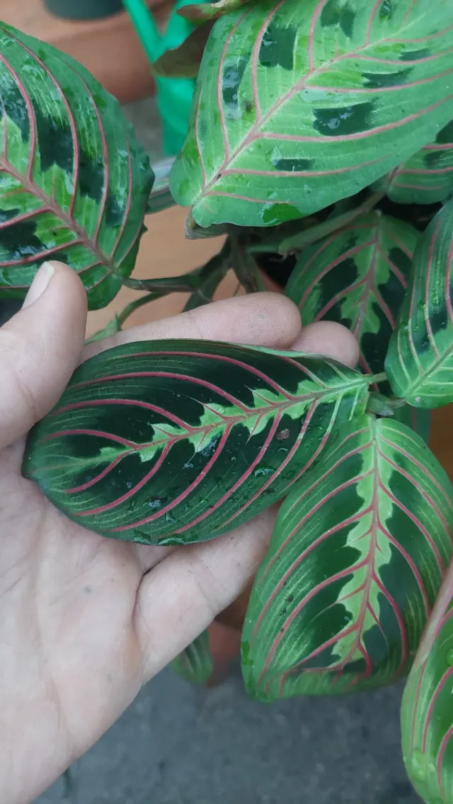 Planta Maranta leuconeura