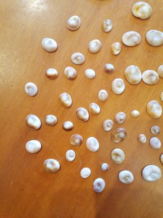 Ojos de Santa Lucía. Orejitas de mar