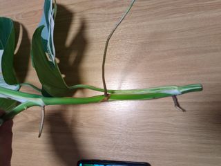 Envío esqueje Monstera Variegata para J.