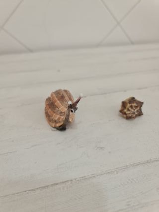 Coleção Conchas Artesanais Artesanato Animais