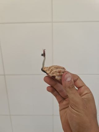 Coleção Conchas Artesanais Artesanato Animais