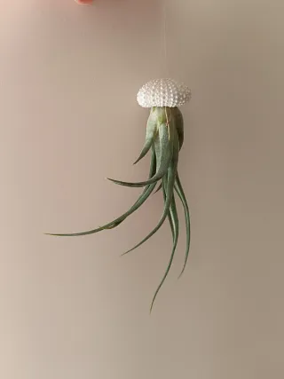 Tillandsia Medusa Colgante