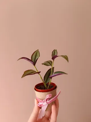 Tradescantia zebrina planta