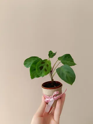 Planta de Oración Maranta 