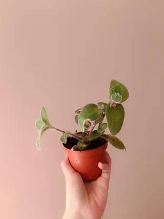 Tradescantia