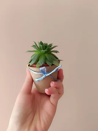 Planta Siempreviva 