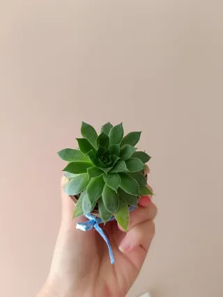 Planta Siempreviva 