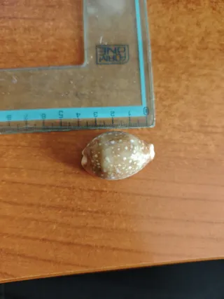 Cyprea Vitellus Nana