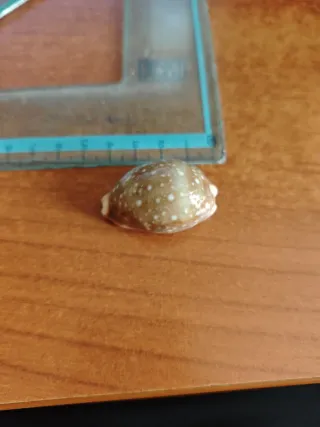 Cyprea Vitellus Nana