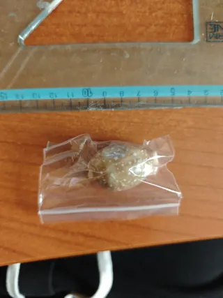 Cyprea Vitellus Nana