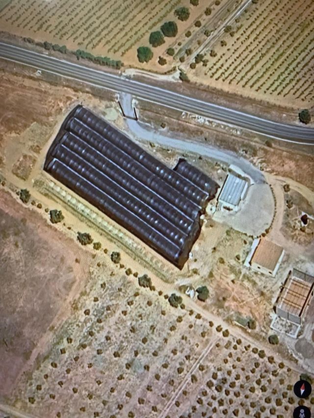 Plantación de Pitayas