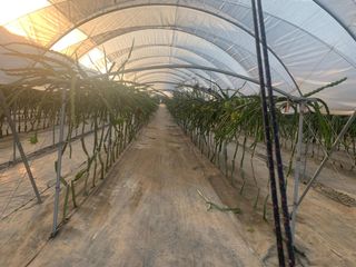 Plantación de Pitayas