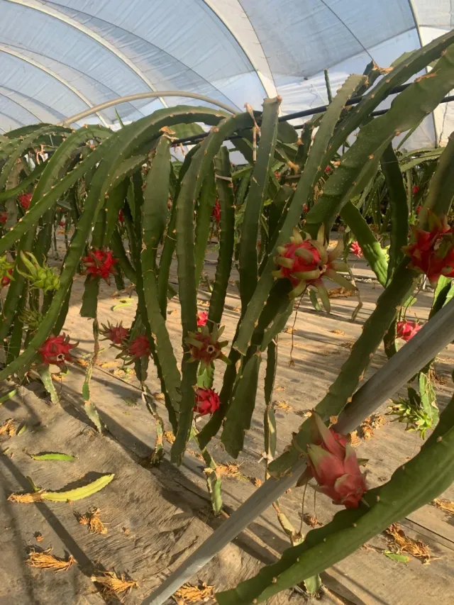 Plantación de Pitayas