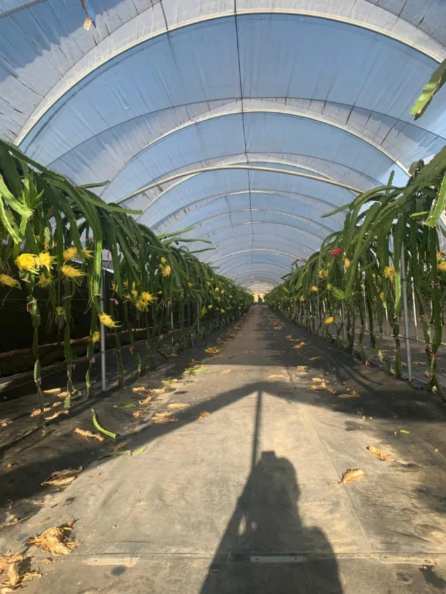 Plantación de Pitayas