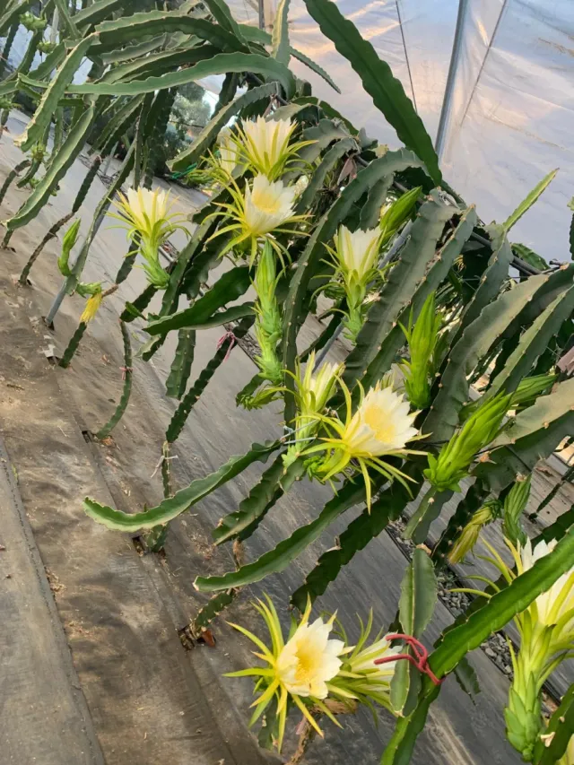 Plantación de Pitayas