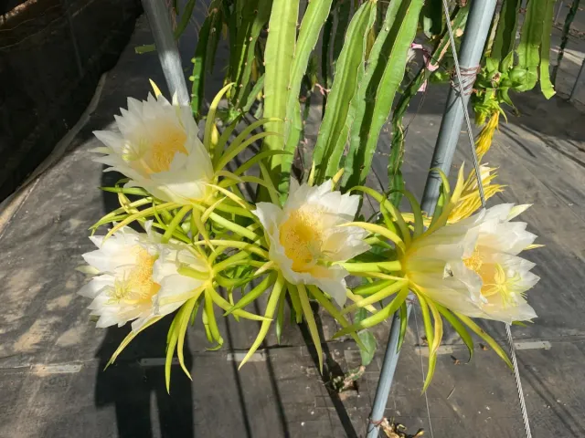 Plantación de Pitayas