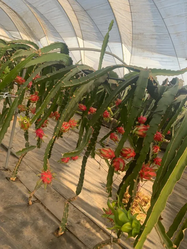 Plantación de Pitayas