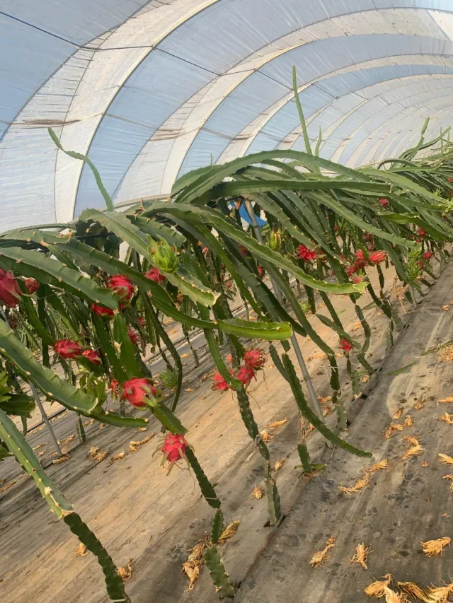 Plantación de Pitayas