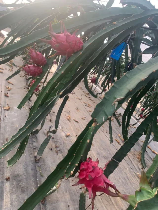 Plantación de Pitayas