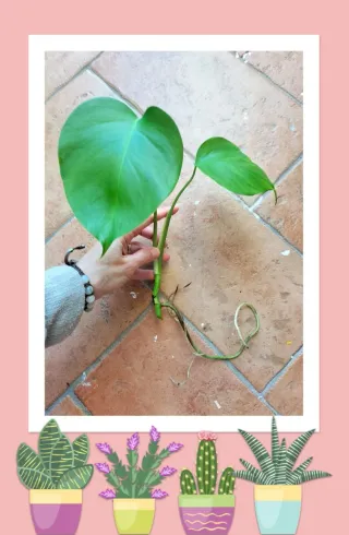 Monstera Deliciosa - Pianta con radici