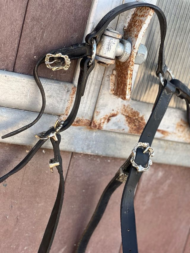 Petral Portugués Equitación Negro