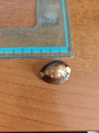 Conchiglia Cypraea caput-serpentis