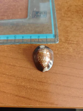 Conchiglia Cypraea caput-serpentis