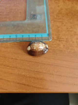 Conchiglia Cypraea caput-serpentis