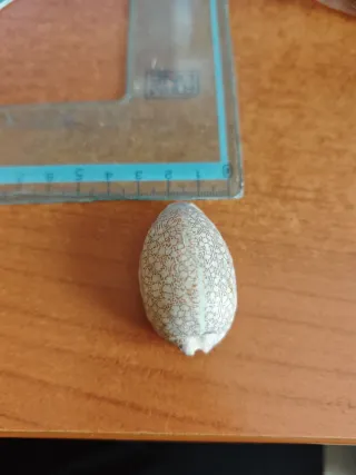 Conchiglia Cypraea Arabica