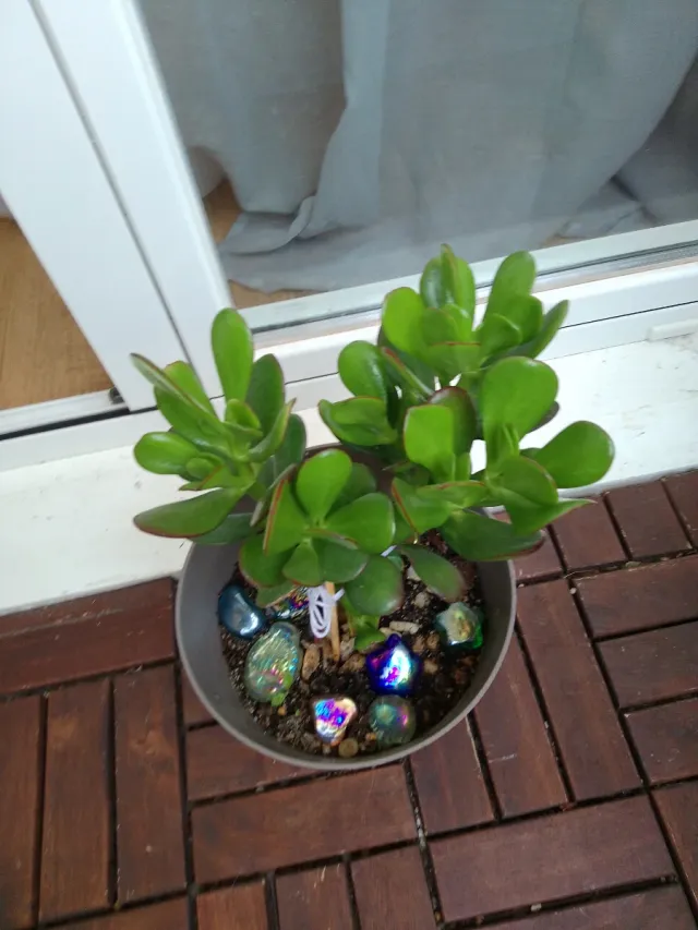 Planta Jade en maceta con piedras decorativas