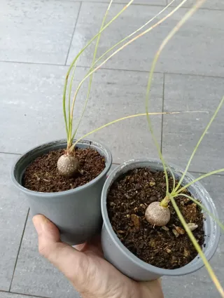 Calibanus Hookeri 2 plantas, caudex