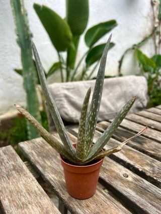 Planta Aloe Vera en Maceta GRATIS