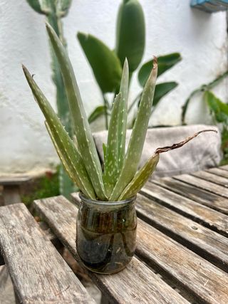 Planta Aloe Vera en Jarrón Gratis!!!