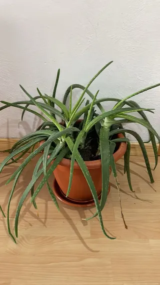 Planta Aloe Vera en Maceta
