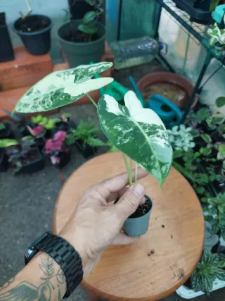 Alocasia Frydek Variegata c/ 3 folhas