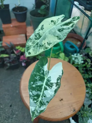 Alocasia Frydek Variegata c/ 2 folhas