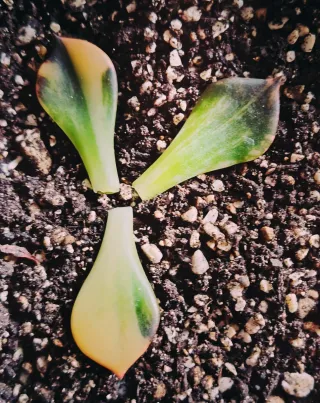 Echeveria Prince Black Variegata 3 Foglie 