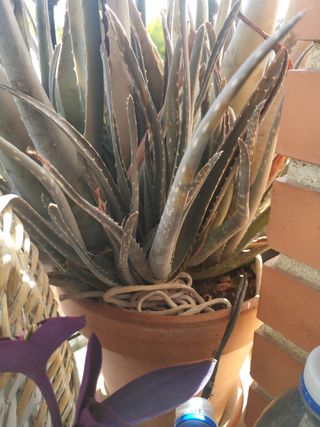 Planta Aloe Vera