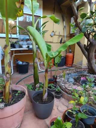 Platanera joven